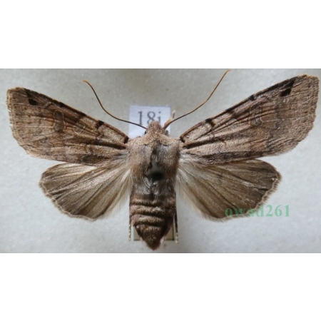 Agrochola litura (Linnaeus, 1758) Źrenicówka przecinkówka Czech18j